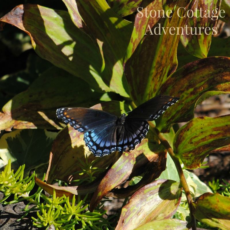 Red Spotted Purple at BGO – photo 7