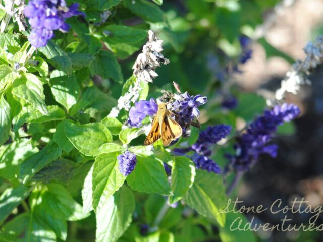 Skippers at BGO