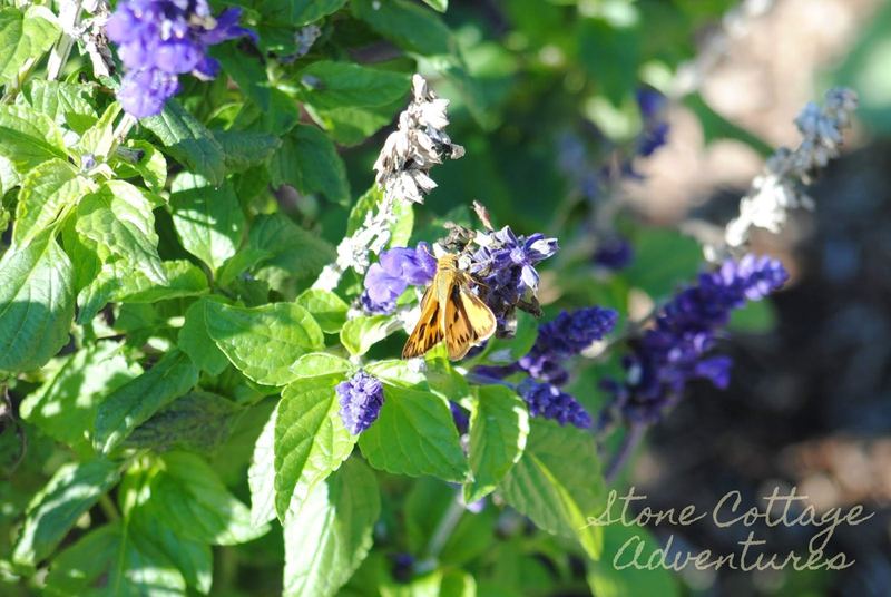 Skippers at BGO – photo 1