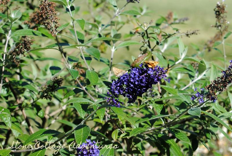 Skippers at BGO – photo 2