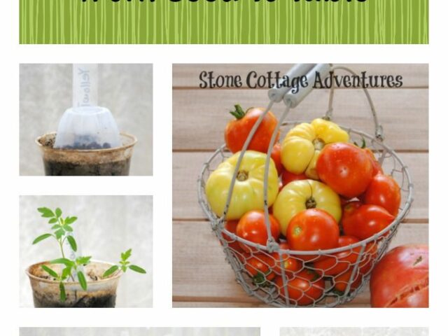 Growing Tomatoes from Seed to Table