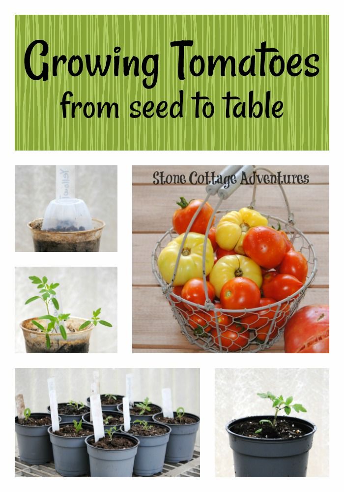 Growing Tomatoes from Seed to Table – photo 1