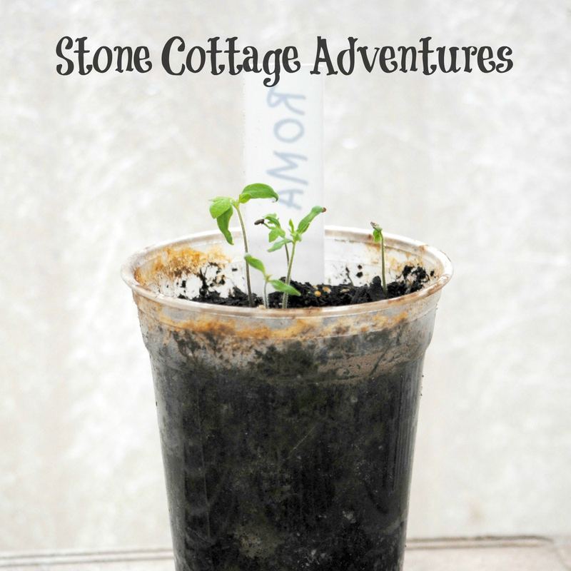 Growing Tomatoes from Seed to Table – photo 6