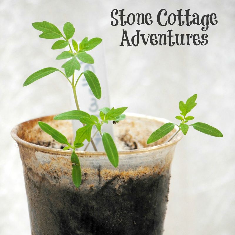 Growing Tomatoes from Seed to Table – photo 7