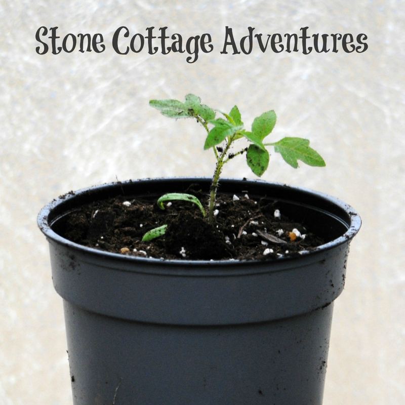 Growing Tomatoes from Seed to Table – photo 8