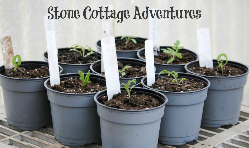 Growing Tomatoes from Seed to Table – photo 9