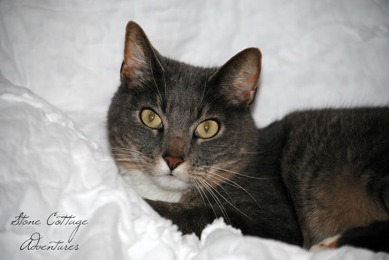The Queen and Her Throne – photo 1