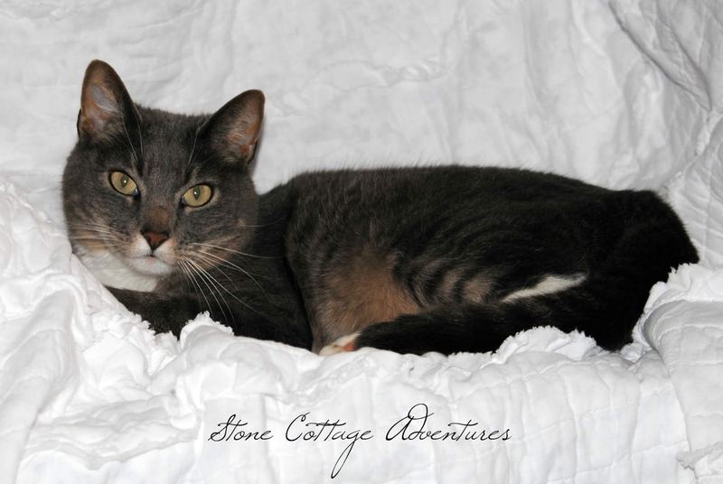 The Queen and Her Throne – photo 3