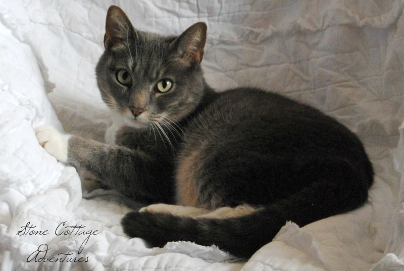 The Queen and Her Throne – photo 4