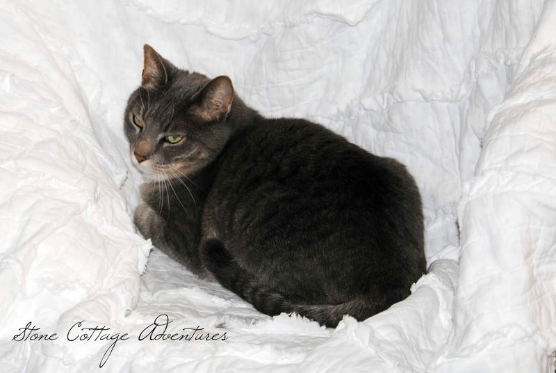 The Queen and Her Throne – photo 5
