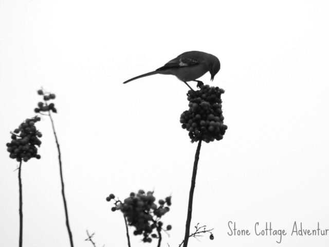 Treetop Silhouette