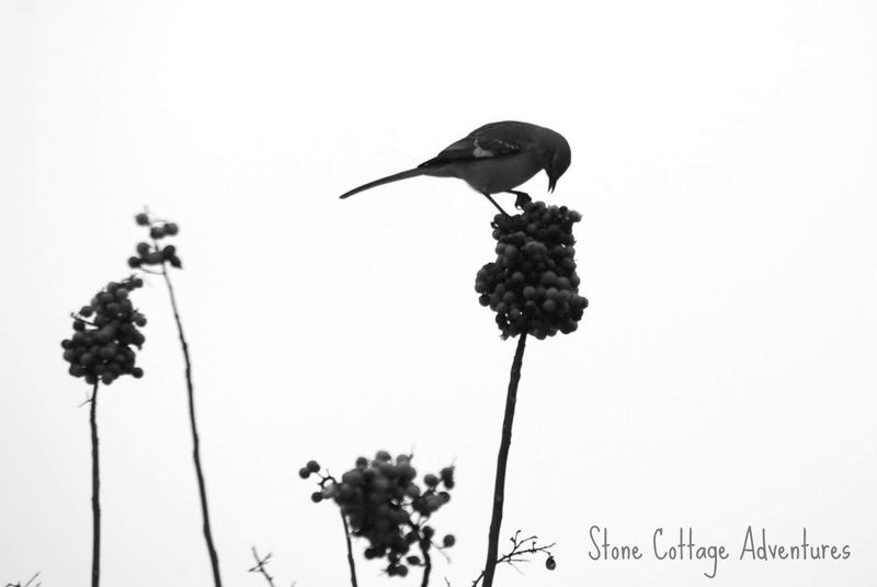 Treetop Silhouette – photo 1
