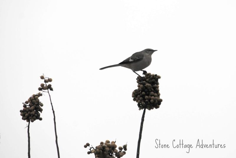 Treetop Silhouette – photo 3