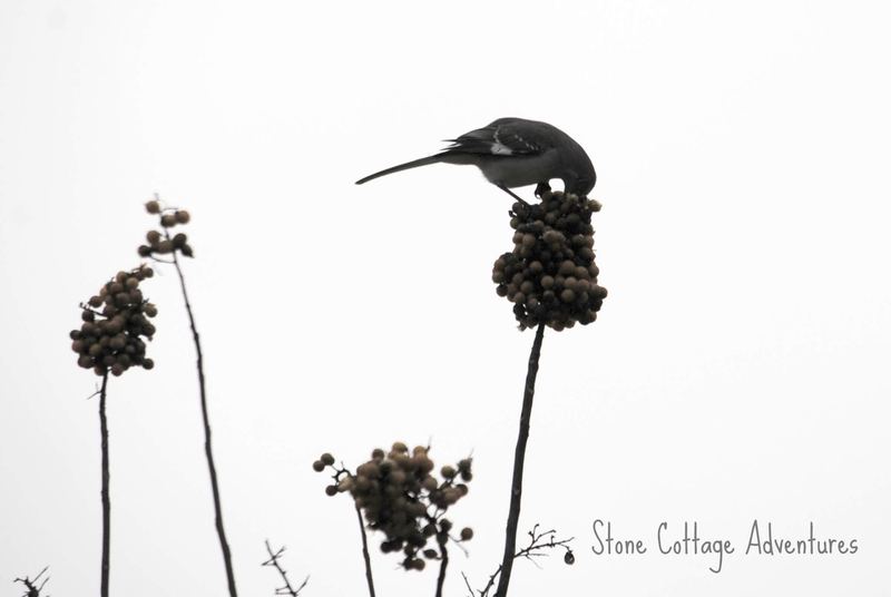 Treetop Silhouette – photo 4