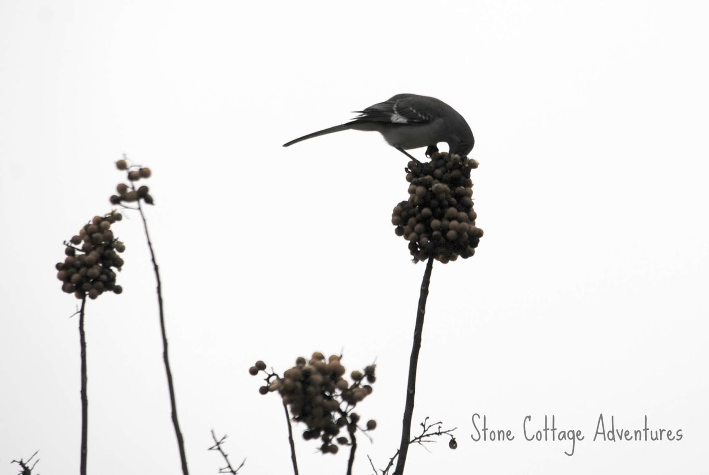 Treetop Silhouette | Stone Cottage Adventures