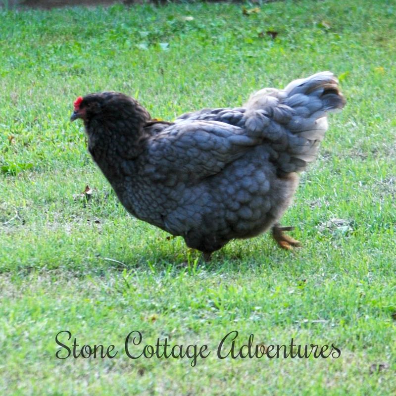 Violet has Flown the Coop – photo 6