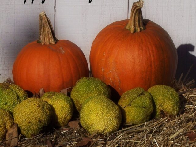 My “To Do” List for Autumn