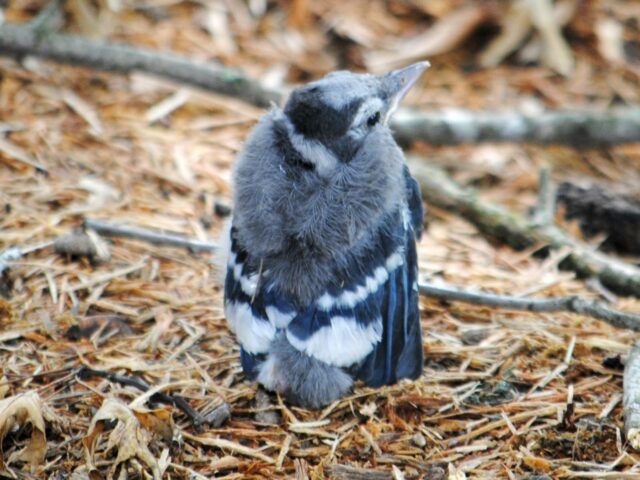 Garden Guest: Baby Blue Jay