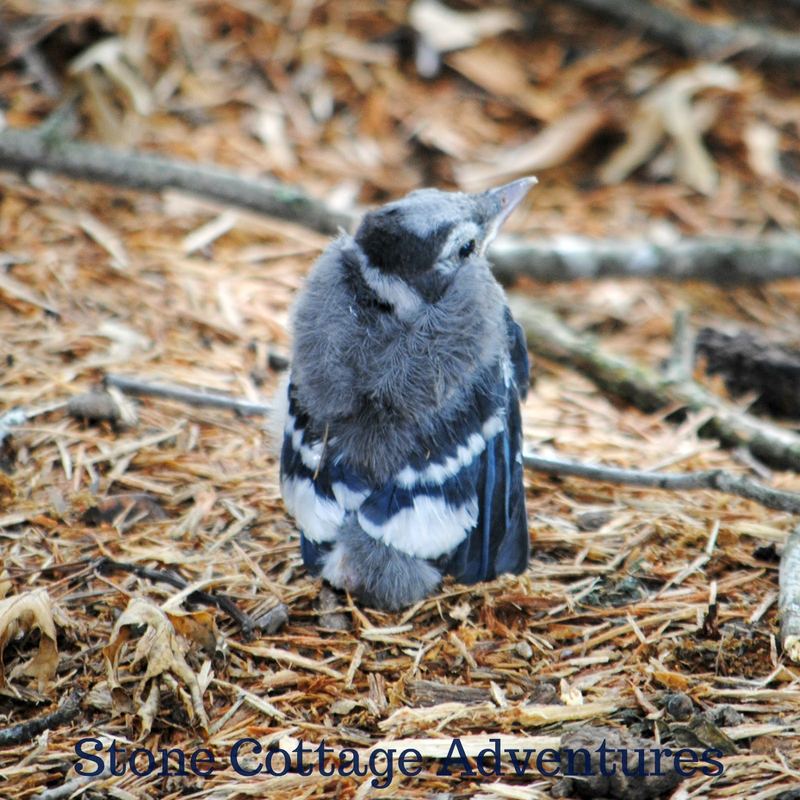 Garden Guest: Baby Blue Jay – photo 1