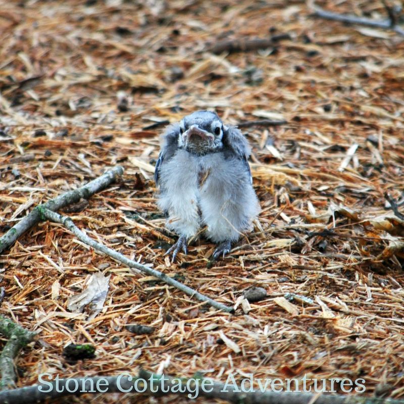 Garden Guest: Baby Blue Jay – photo 2