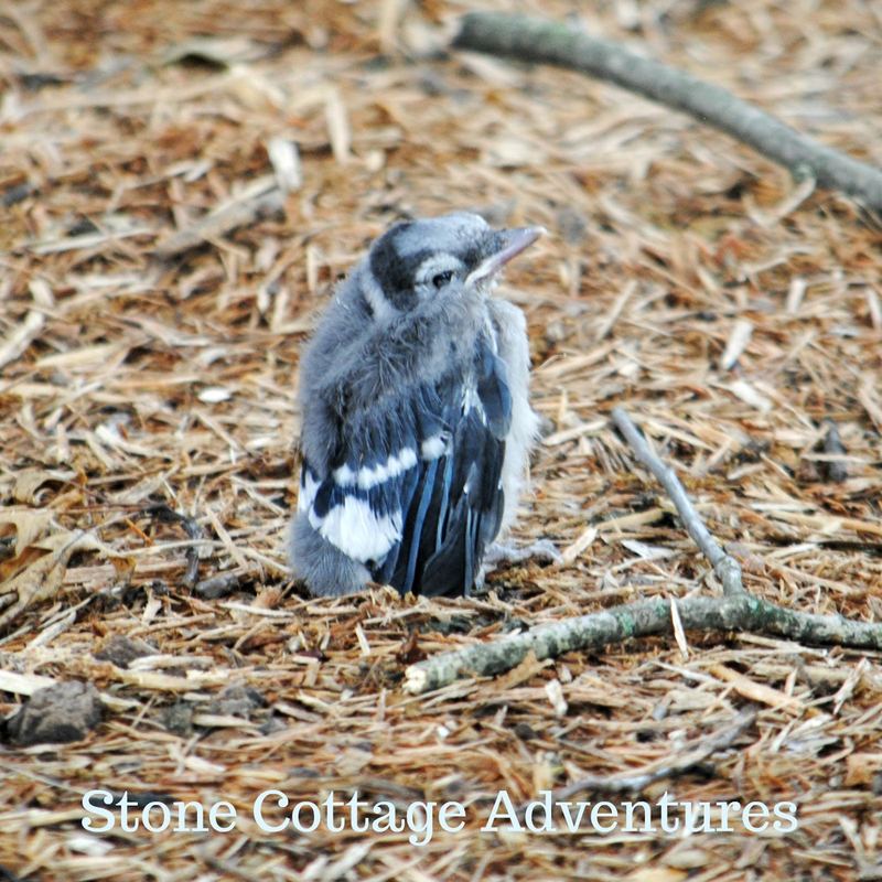 Garden Guest: Baby Blue Jay – photo 4
