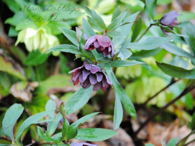 Sort of Silent Sunday – Lenten Roses From my Garden