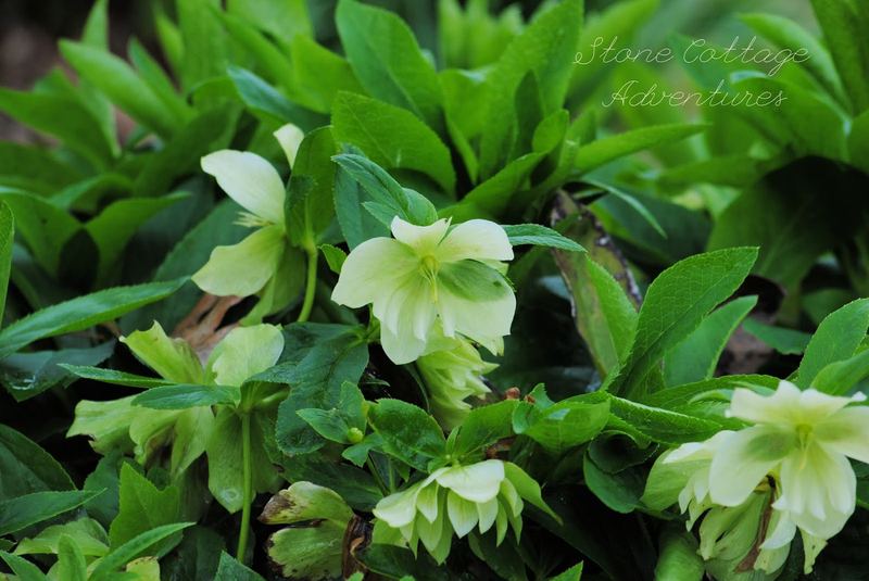 Sort of Silent Sunday - Lenten Roses From my Garden – photo 3