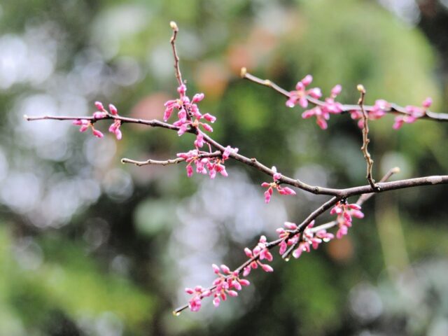 Redbud Branches in the Rain