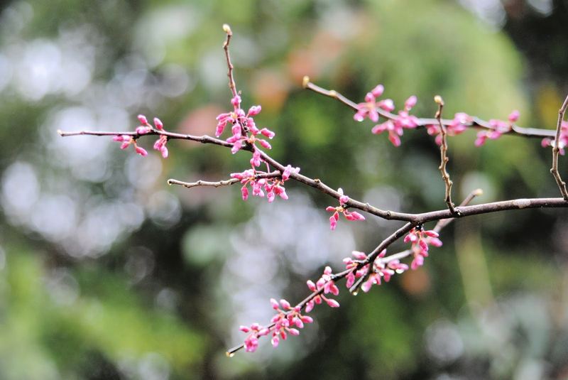 Redbud Branches in the Rain – photo 1