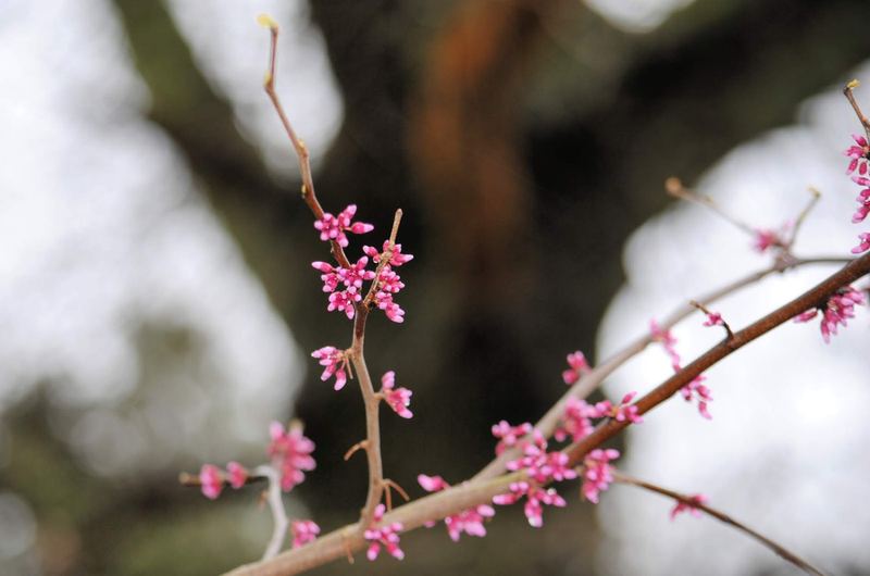 Redbud Branches in the Rain – photo 3