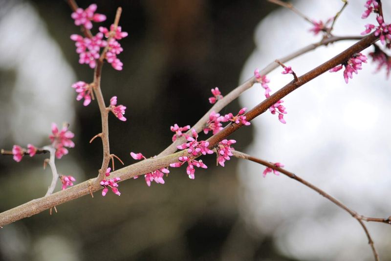 Redbud Branches in the Rain – photo 4