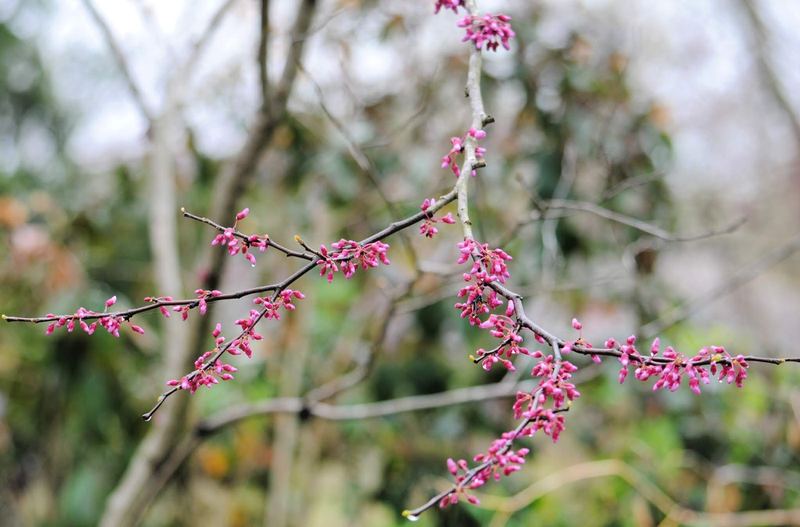 Redbud Branches in the Rain – photo 5