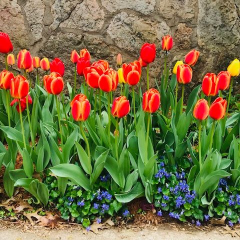 Tulips and Kaleidescopes
