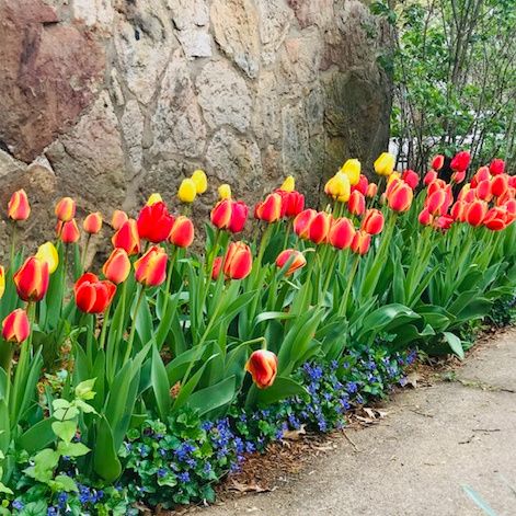 Tulips and Kaleidescopes – photo 2