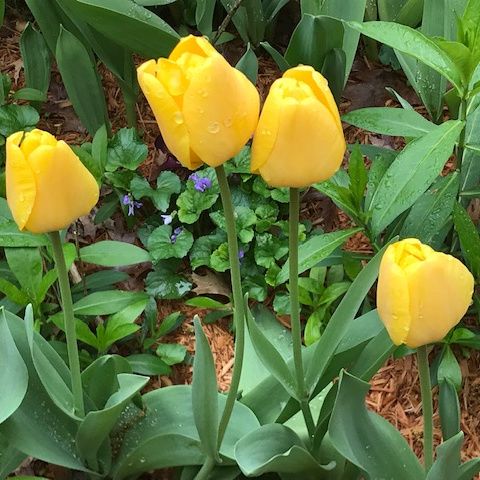 Tulips and Kaleidescopes – photo 3