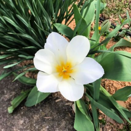 Tulips and Kaleidescopes – photo 5
