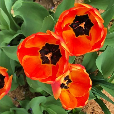 Tulips and Kaleidescopes – photo 7
