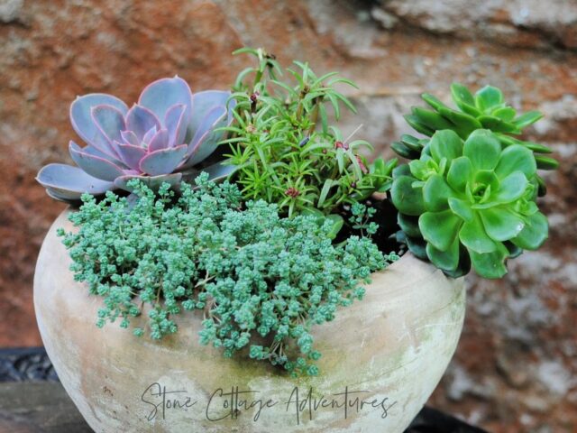 From humble beginnings this Planter comes