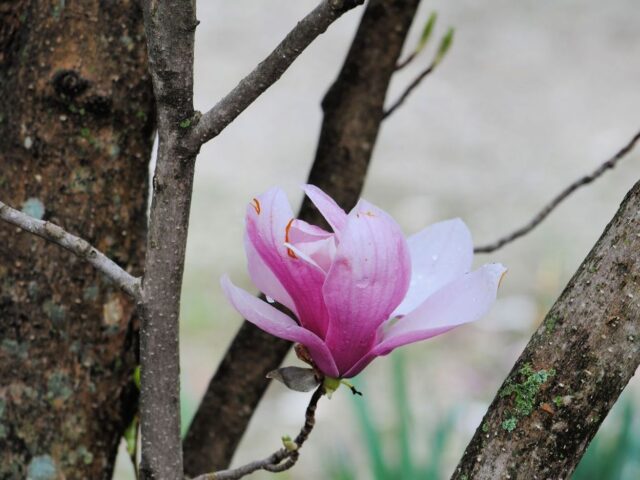 Saucer Magnolia