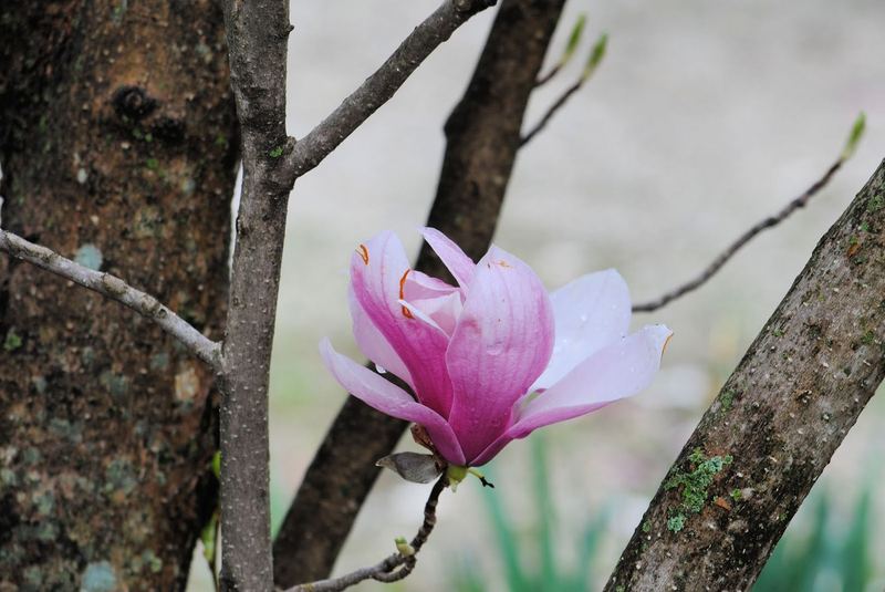 Saucer Magnolia – photo 1