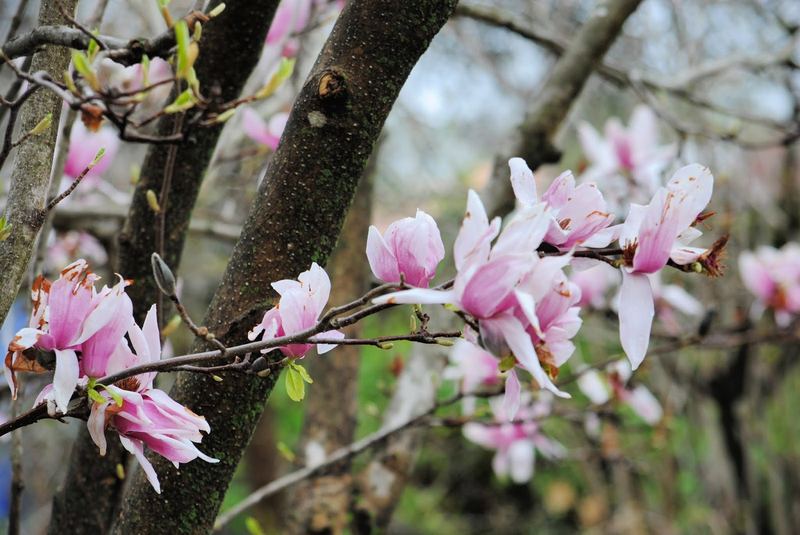 Saucer Magnolia – photo 2