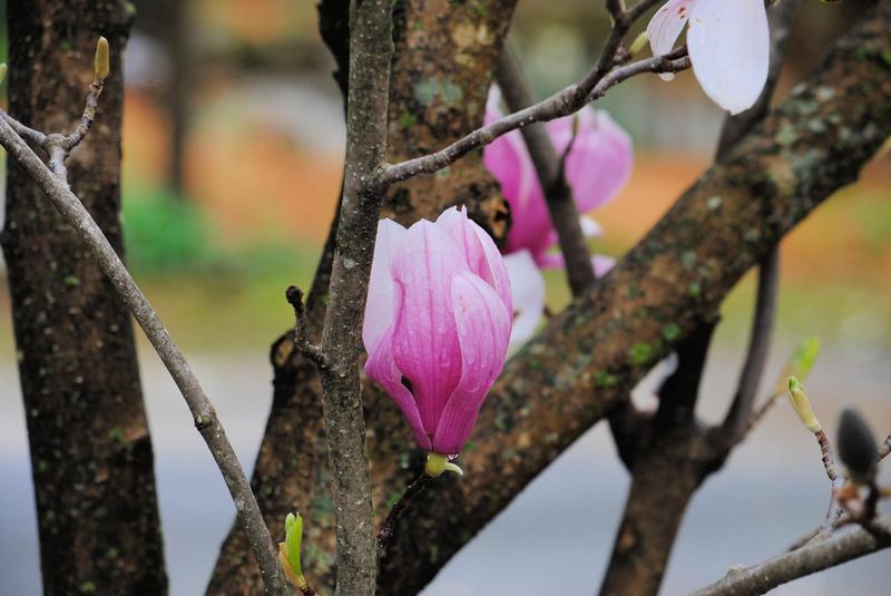 Saucer Magnolia – photo 3