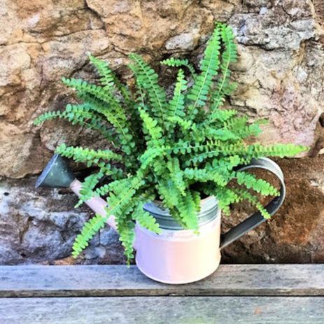 Watering Can Restoration – photo 6