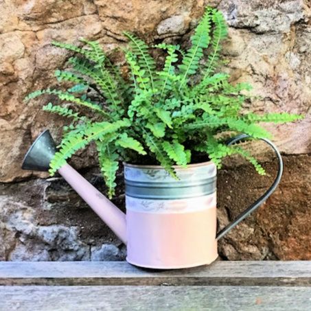 Watering Can Restoration – photo 9
