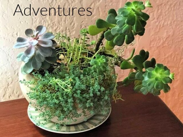 Prepping Succulents for Winter
