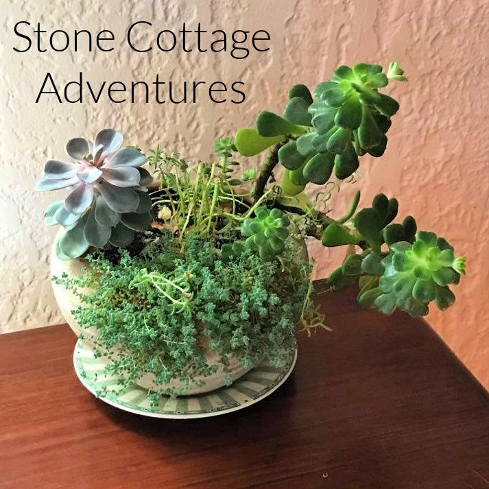 Prepping Succulents for Winter – photo 1