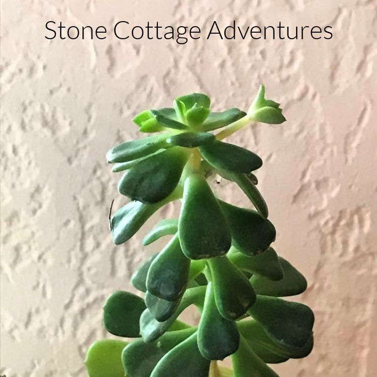 Prepping Succulents for Winter – photo 3
