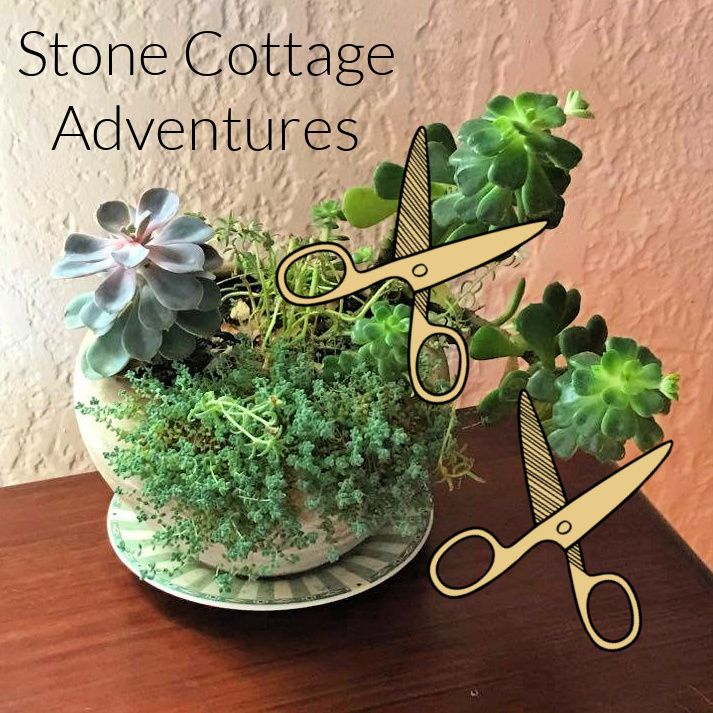 Prepping Succulents for Winter – photo 5