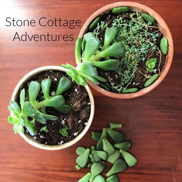 Prepping Succulents for Winter – photo 6