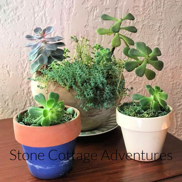 Prepping Succulents for Winter – photo 7